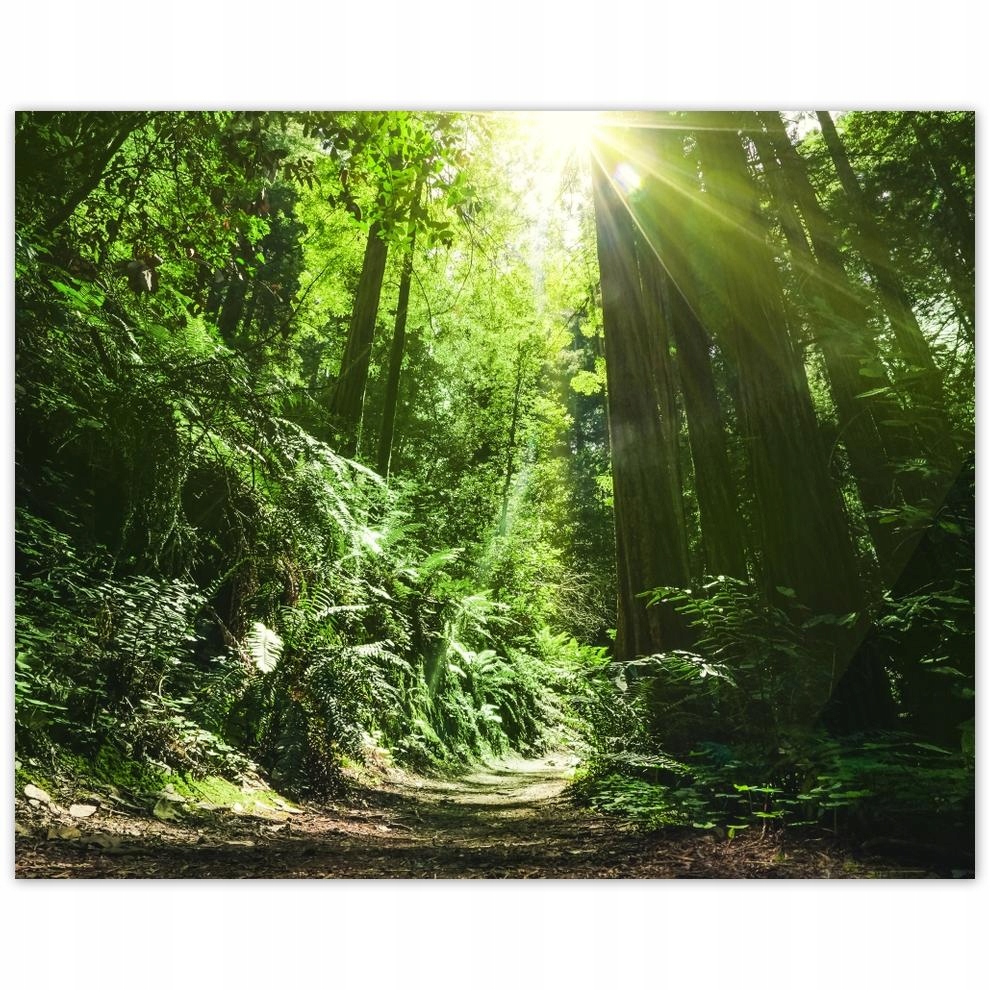 

Plakat 50x40 Magiczny las Krajobraz