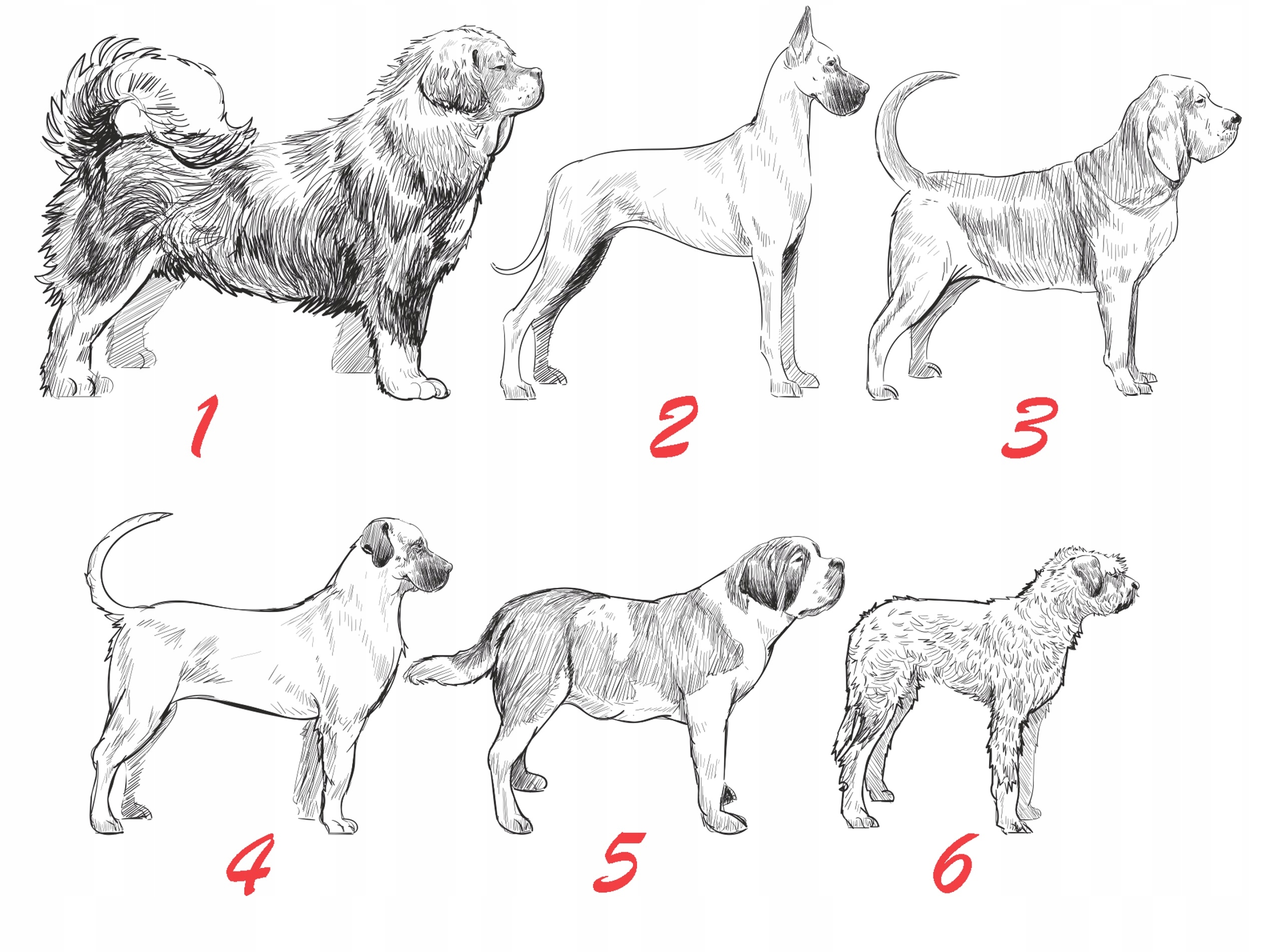 TABLICZKA UWAGA PIES OSTRZEGAWCZA 30X20 ALUMINIUM Marka inna