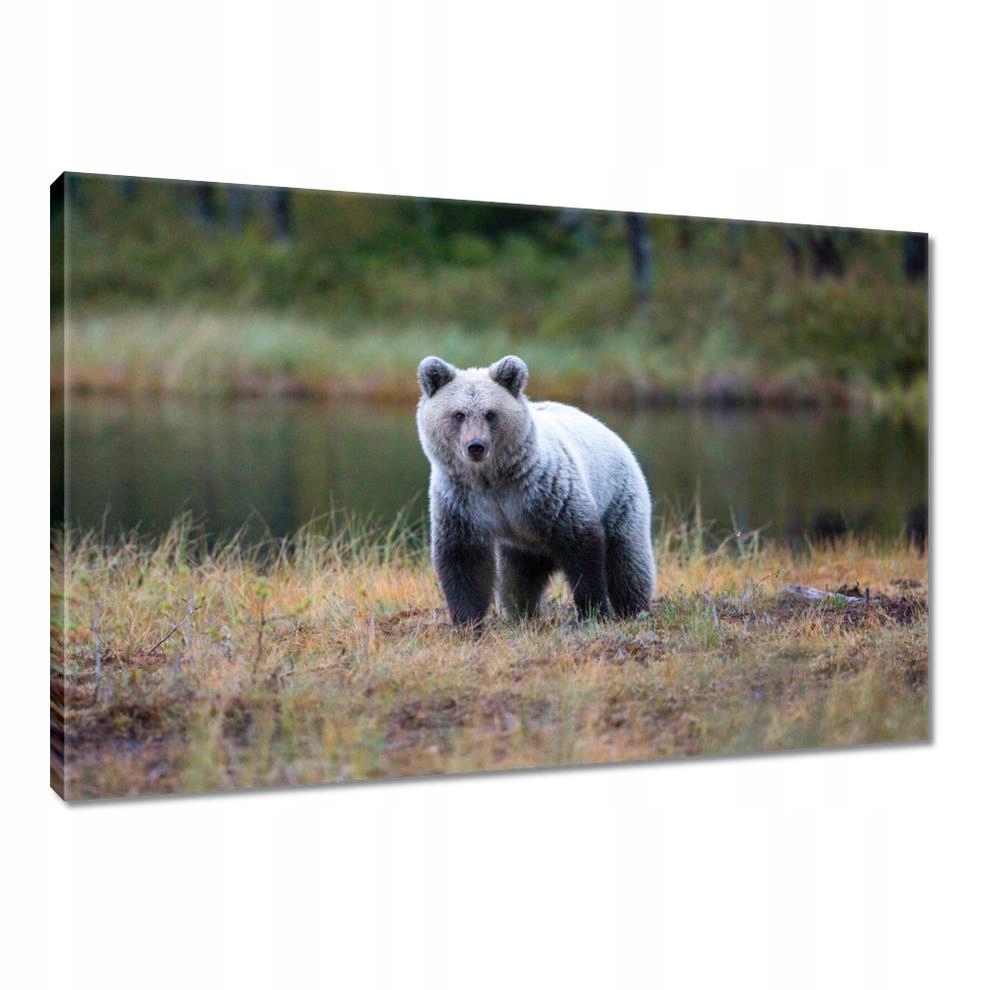 

Obrazy 90x60 Zwierzęta Zwierzątka