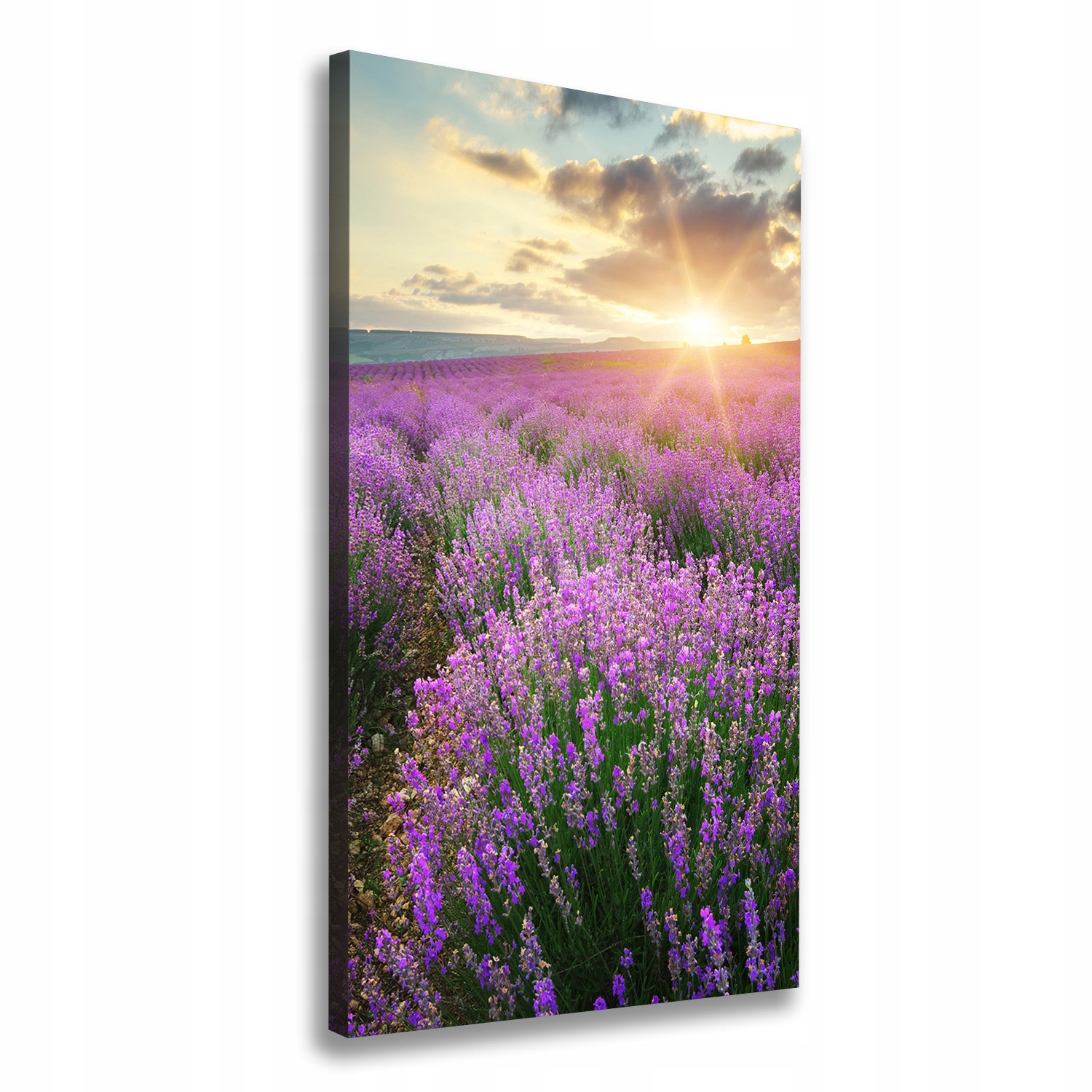 Fotoobraz canvas do obývacího pokoje Pole levandule 70x140