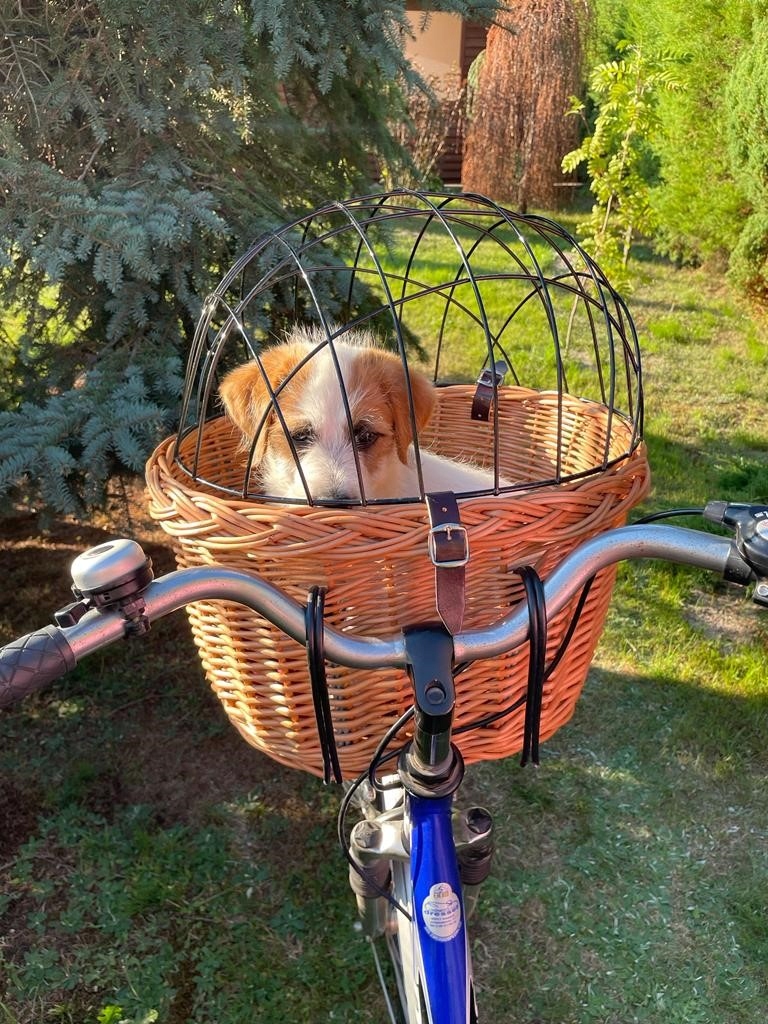 Фото - Інше для собак Wiklinowy koszyk na rower dla Psa-kota do 10kg