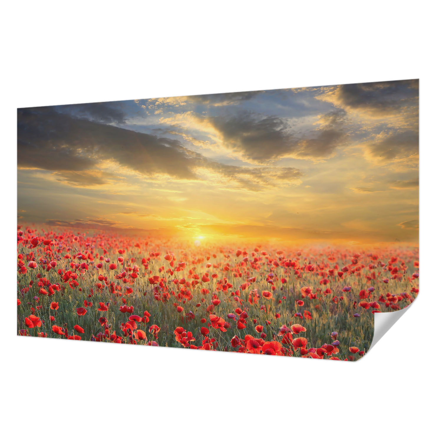 Fototapeta Samolepicí Elegantní dekorace domu Makové pole 416 x 254 cm