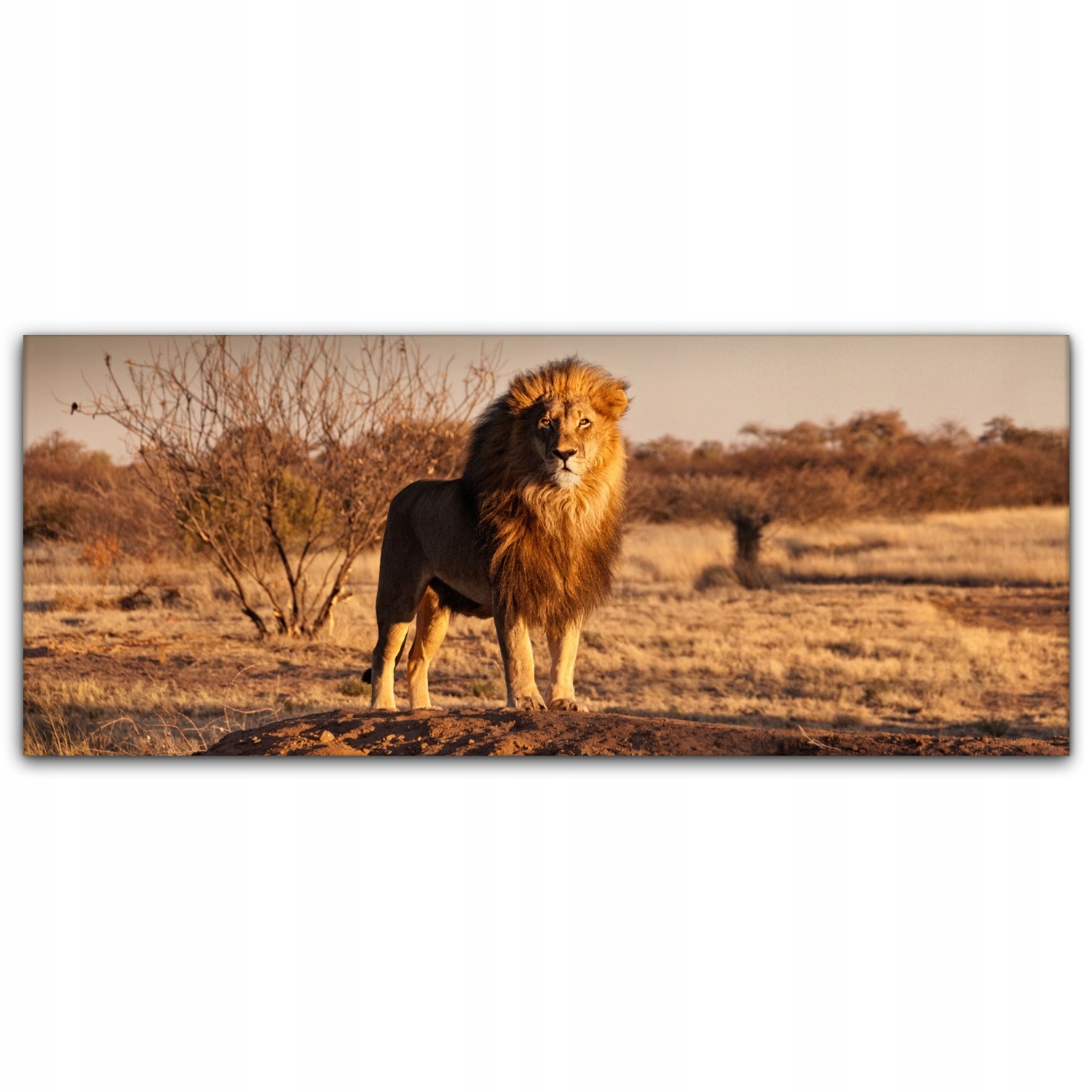 

Obraz na płótnie ścienny 125x50 Lew na Wzgórzu Kot