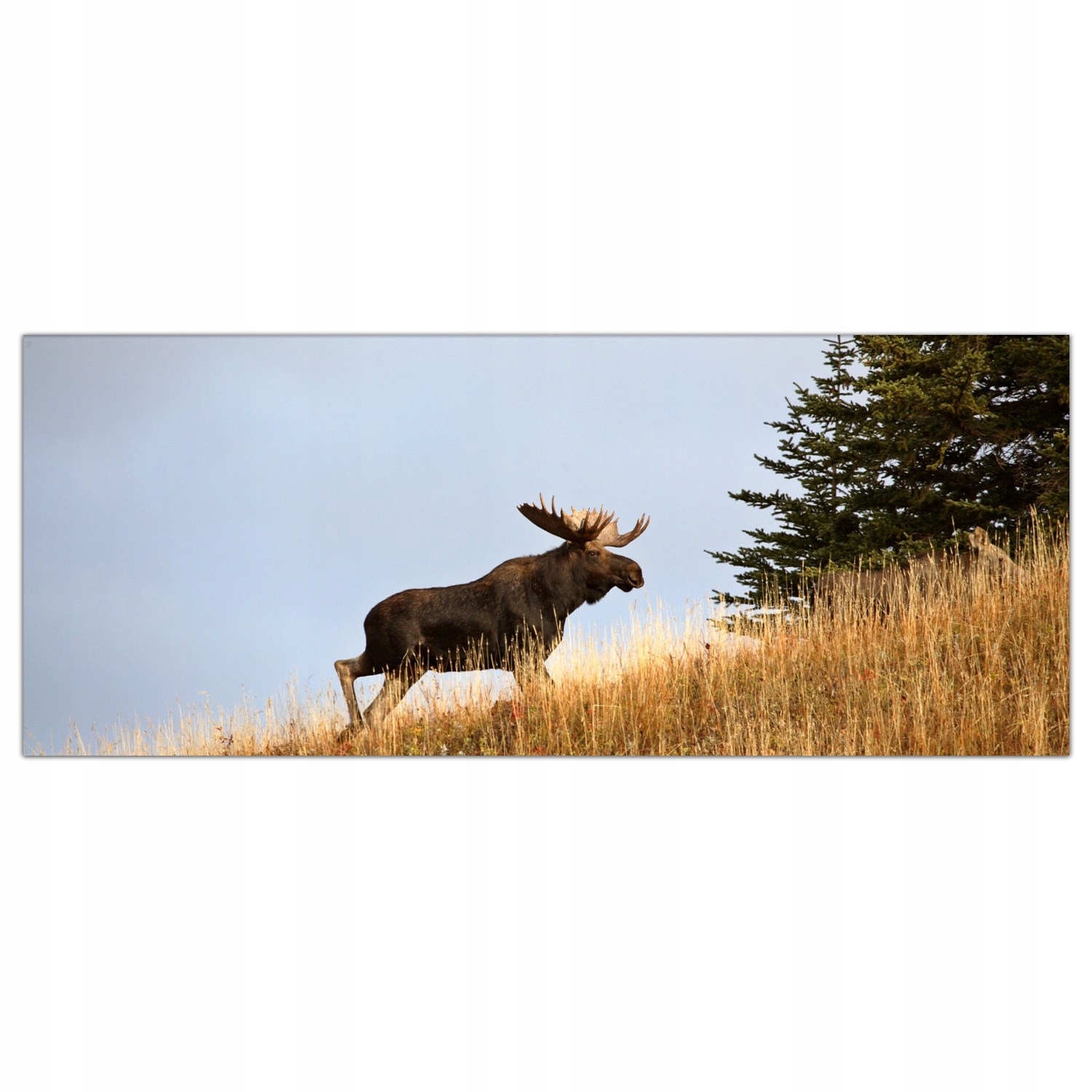 

Obraz Szklany Foto-obraz Byk Łoś Wzgórze 125x50