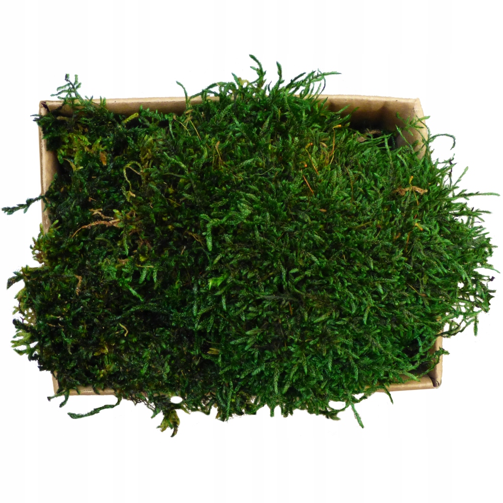 Mech Płaski PREMIUM Natural Green Karton 75g Kod producenta mpp75ng