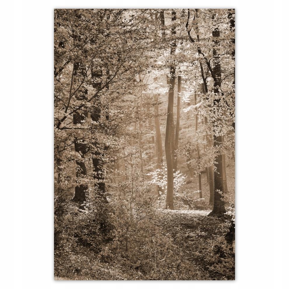 

Plakat 62x93 Las w kolorze sepii