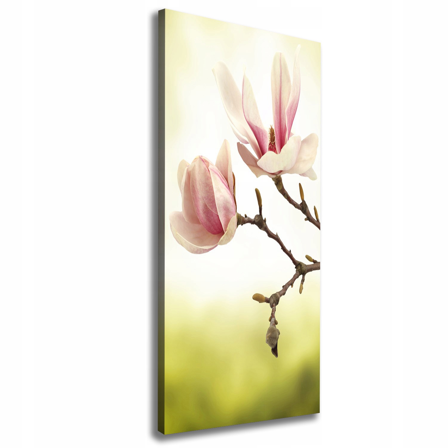

Foto obraz na płótnie Kwiaty magnolii 50x125 cm