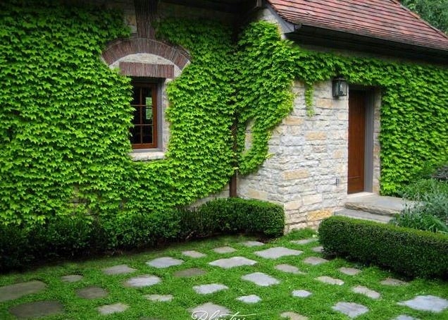 ПЯТИЛИСТНЫЙ ВИНОГРАД - ДИКОЕ ВИНО ДЛЯ УКРЫТИЯ