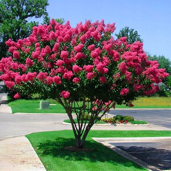 INDIAN LAGERSTROEMIA PINK DER AM LÄNGSTEN BLÜHENDE STRAUCH DER WELT Pflanzenart Sonstige