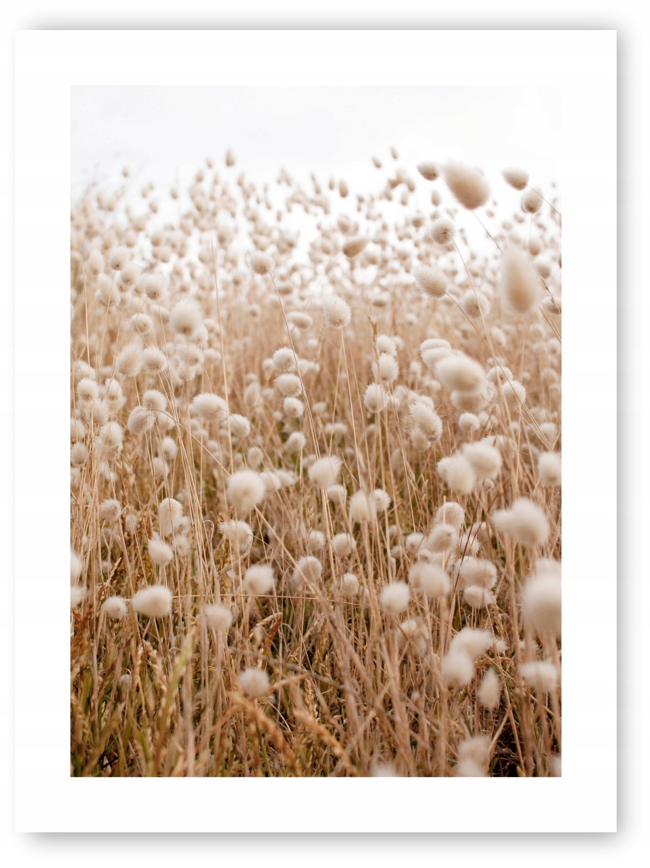 

Boho trawy beż plakat 30x40 cm wydruk #109