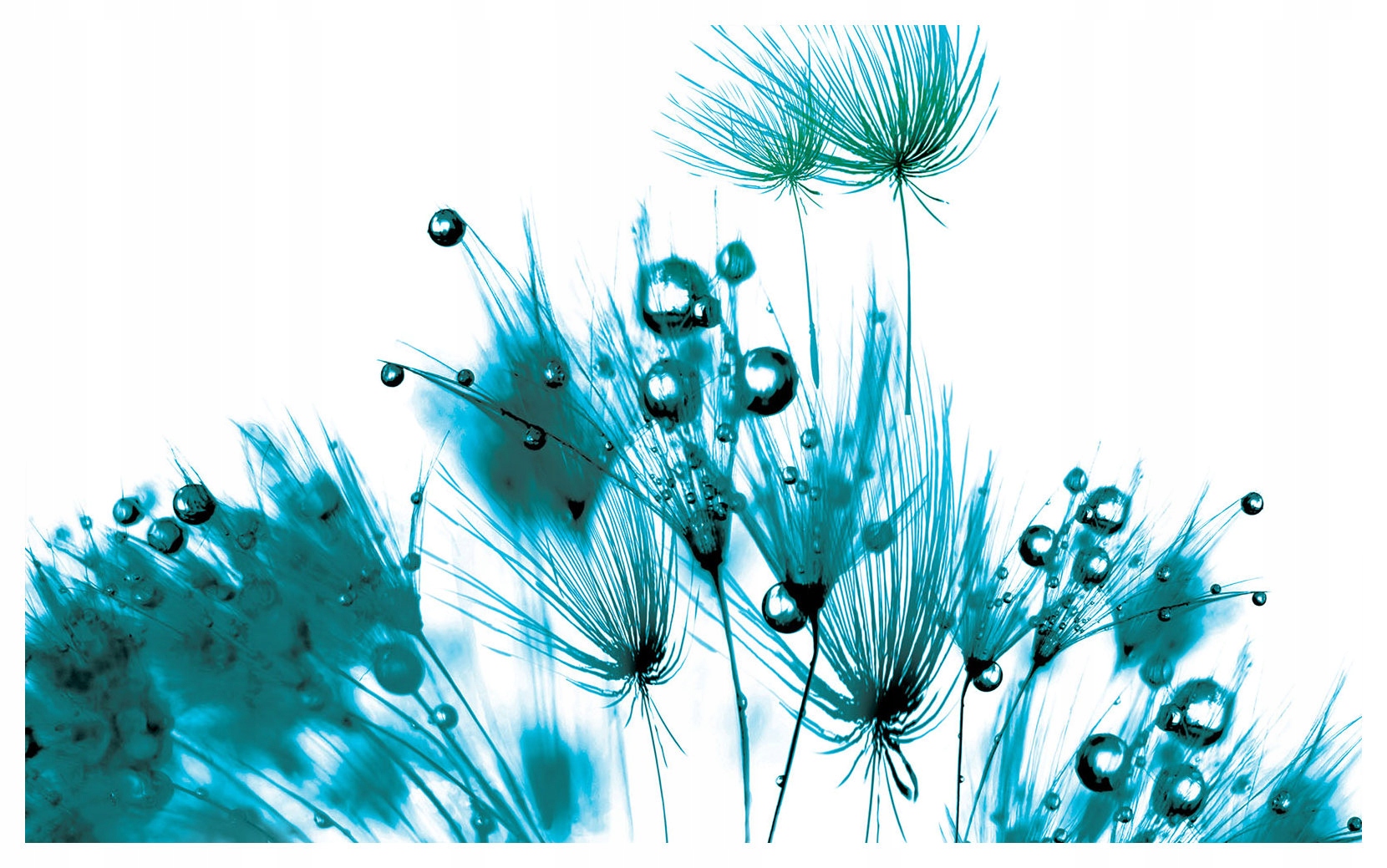 Fototapeta Modré dúchadlá v kvapkách rosy na bielom pozadí 368x254 lepidlo