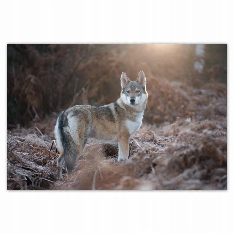 

Plakaty 60x40 Wilk Wilki Wolf