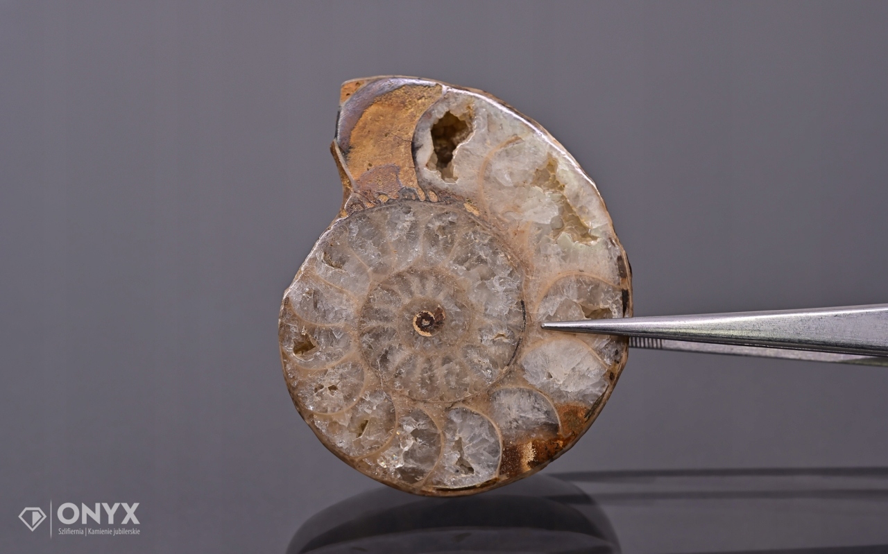 Amonit z Madagaskaru nepravidelný 51x42 mm