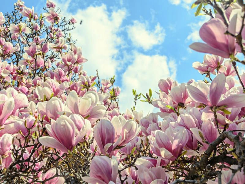 NAWÓZ DO MAGNOLII GRANUL WZMACNIA 1KG Producent Ampol-Merol