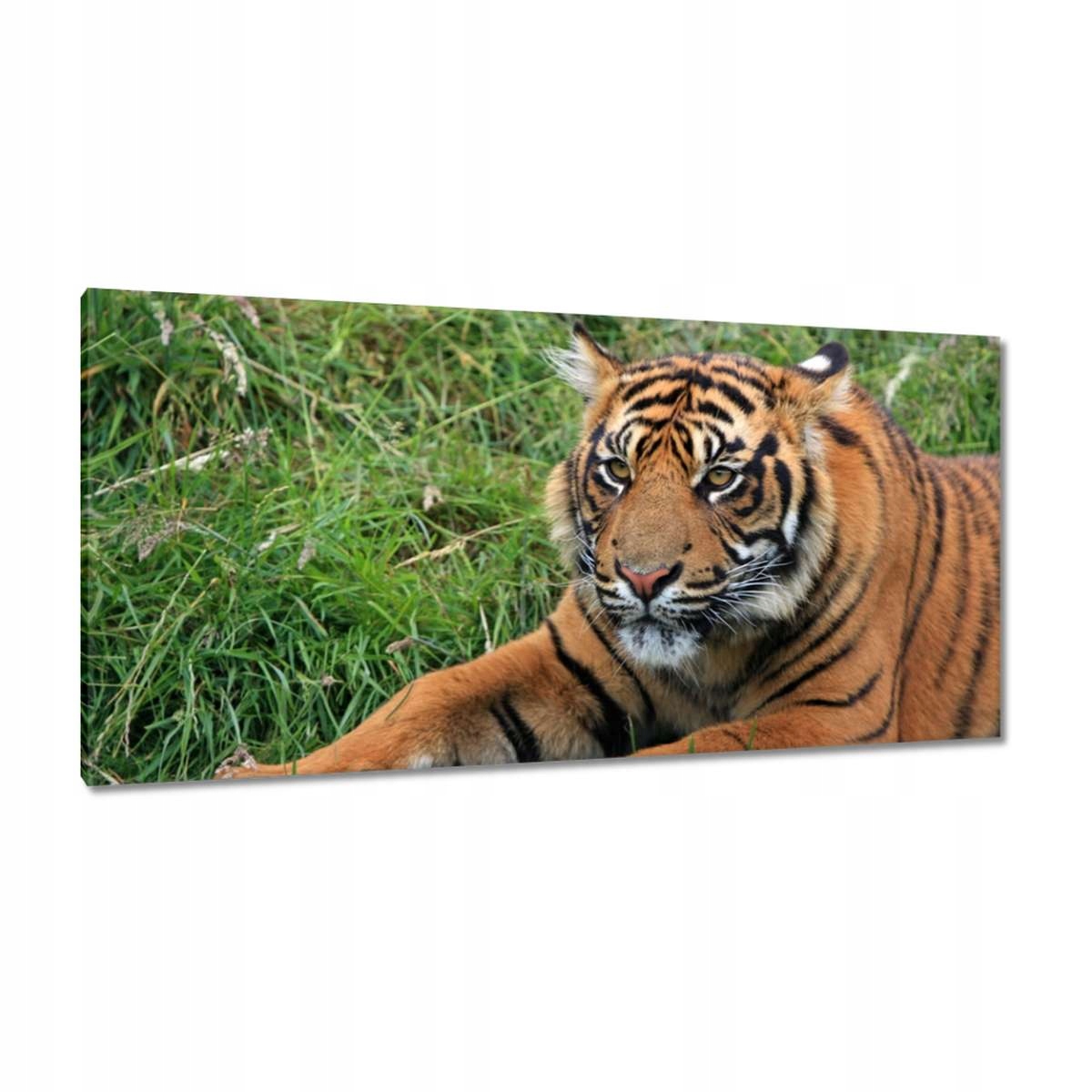 Obrazy 115x55 Tygr