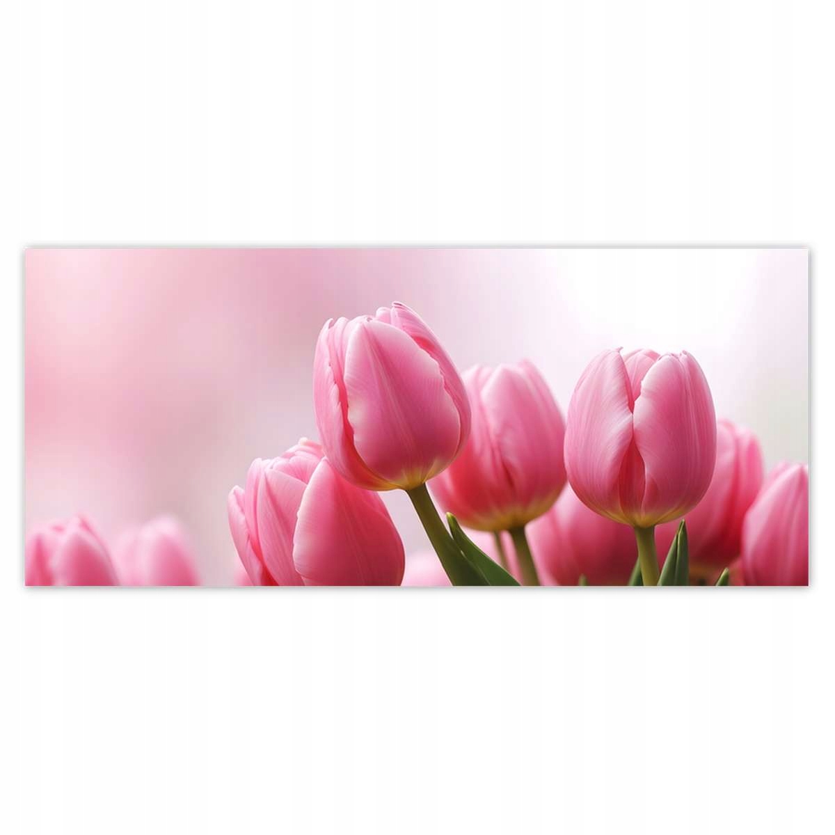 Fototapety 211x91 Růžové tulipány