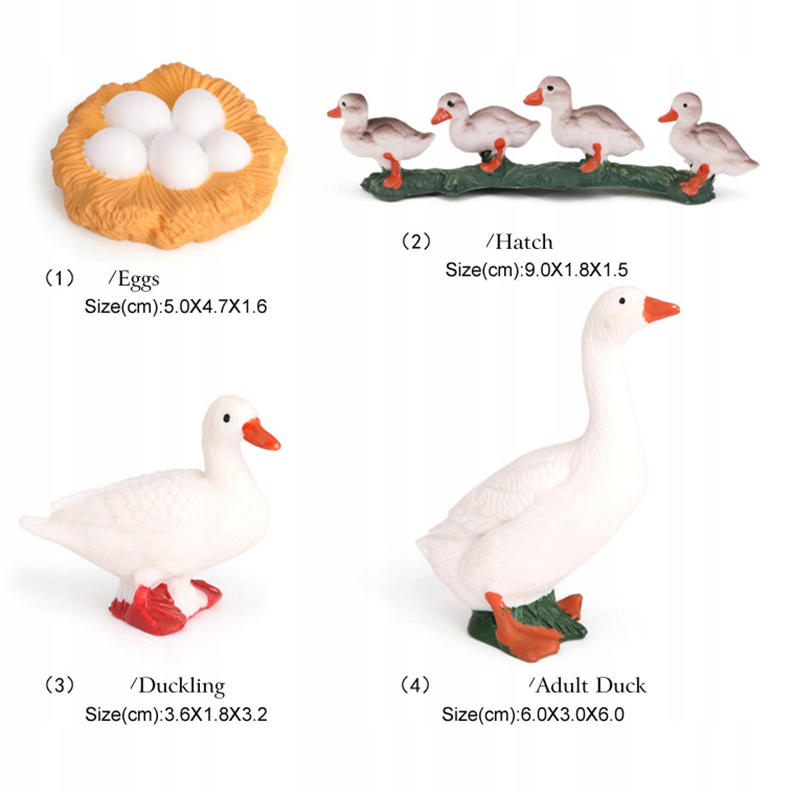 Natura owady wzrostu życia model Płeć Brak informacji