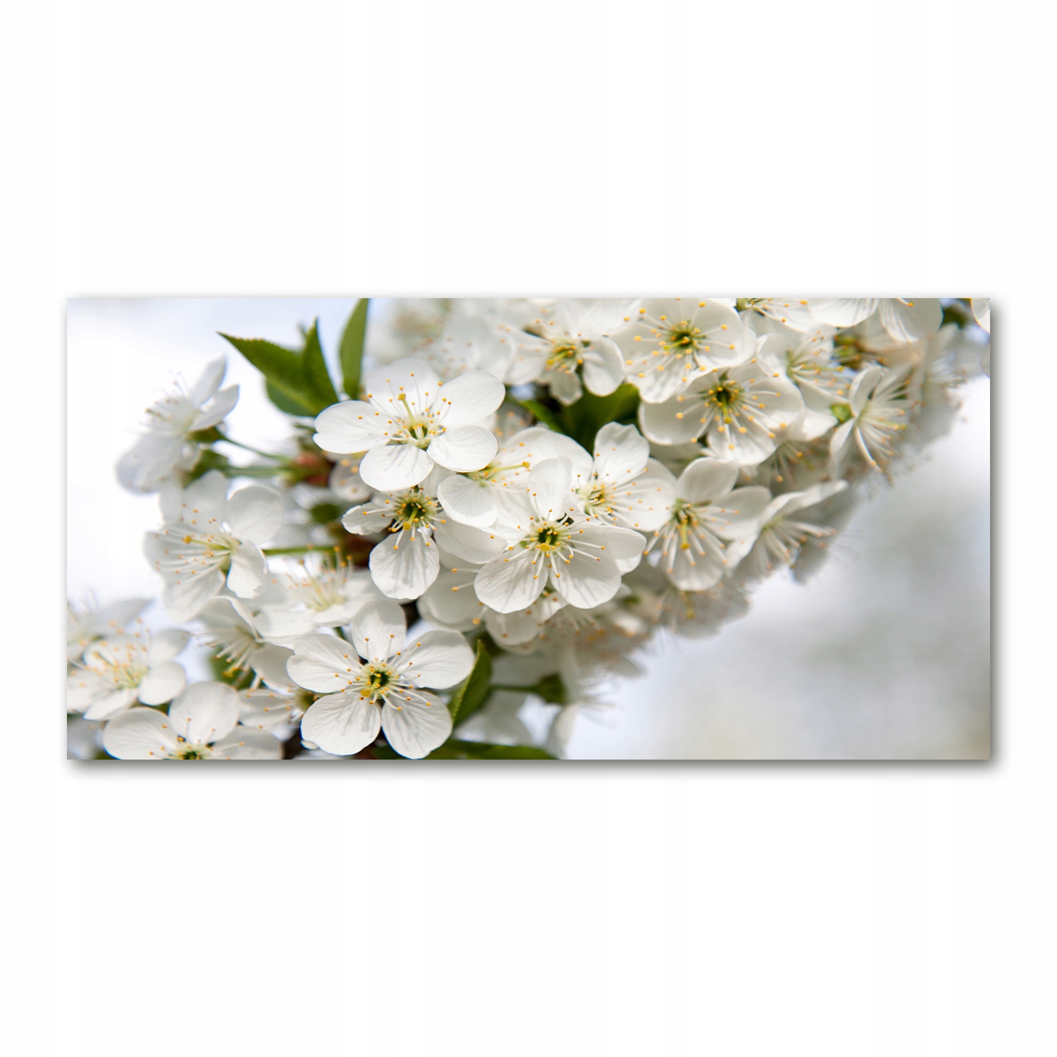 

Foto obraz akryl zdjęcie Kwiaty wiśni 120X60 cm