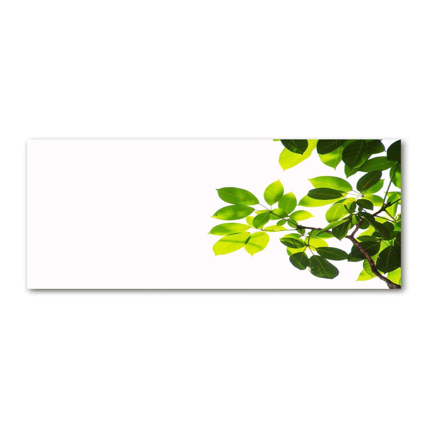 

Fotoobraz akryl nowoczesny na ścianę Liście 125x50