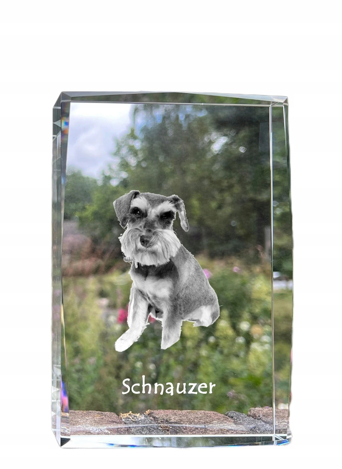 Sznaucer, Schnauzer I kryształ ze zdjęciem psa, zdjęcie w szkle, nowoczes