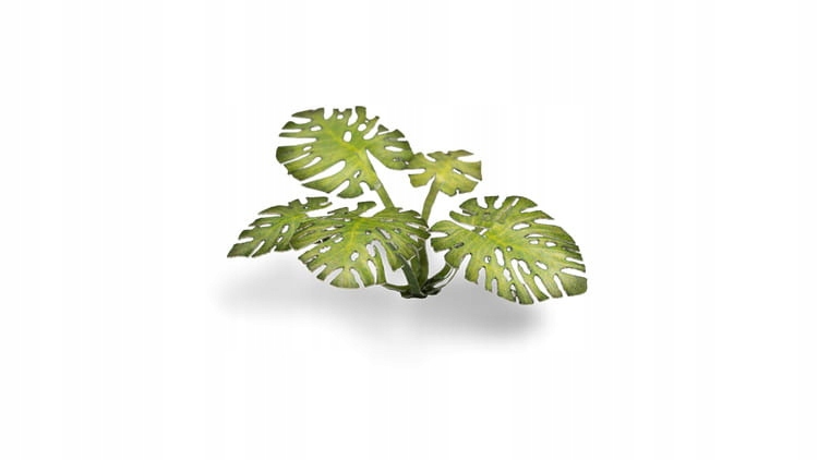 

Gamers Grass: Laser Plants Monstera trawka