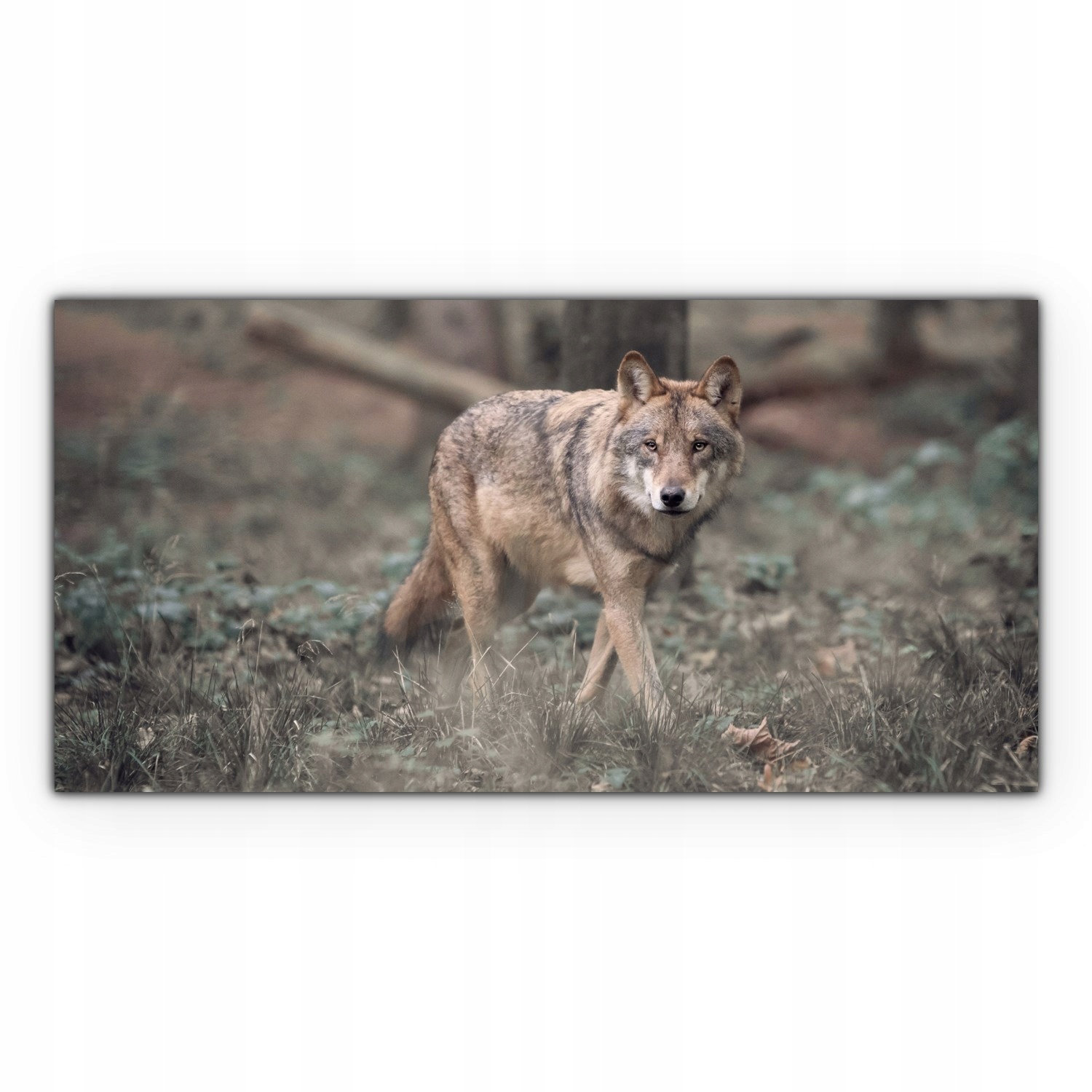 

Obraz na płótnie ścienny 120x60 Wilk Las Zwierzę