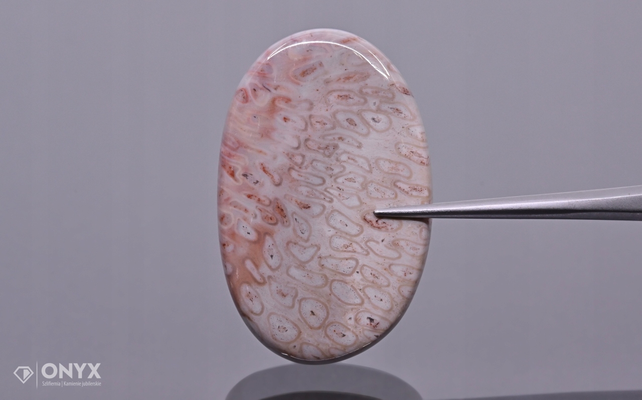 Zkamenělá palma konvexní nepravidelná dlažba 33x21 mm