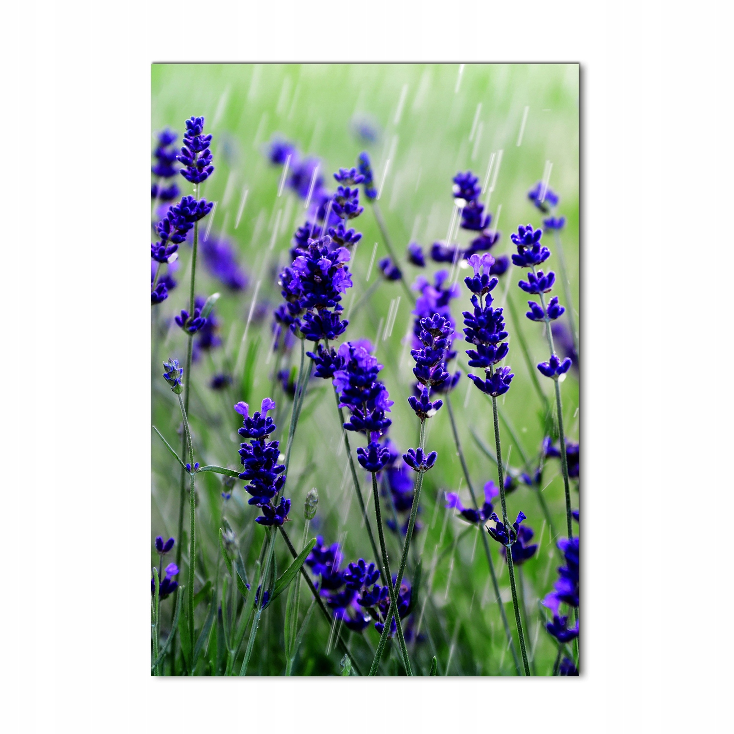 

Foto obraz szkło hartowane Pole lawendy 70x100 cm