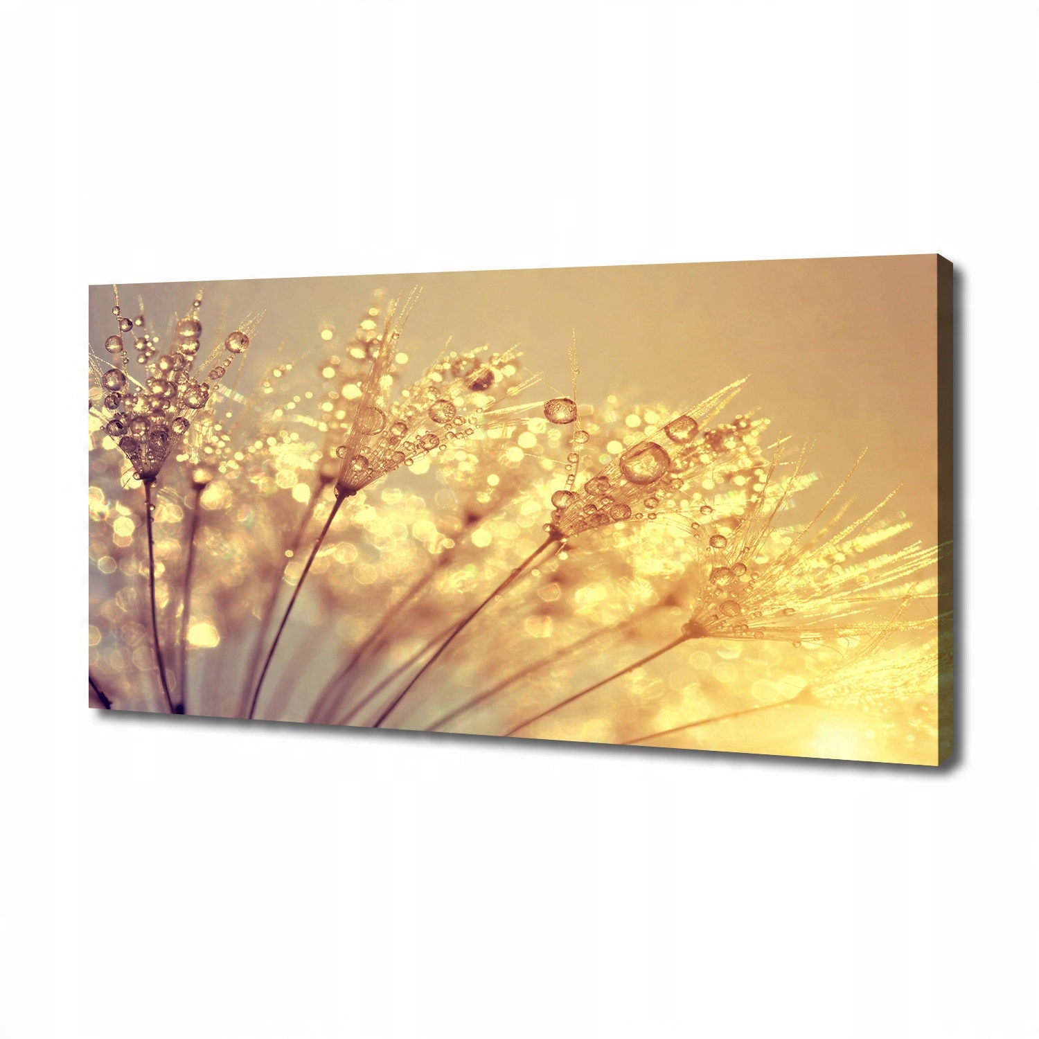 

Foto obraz na płótnie Nasiona dmuchawca 140x70 cm