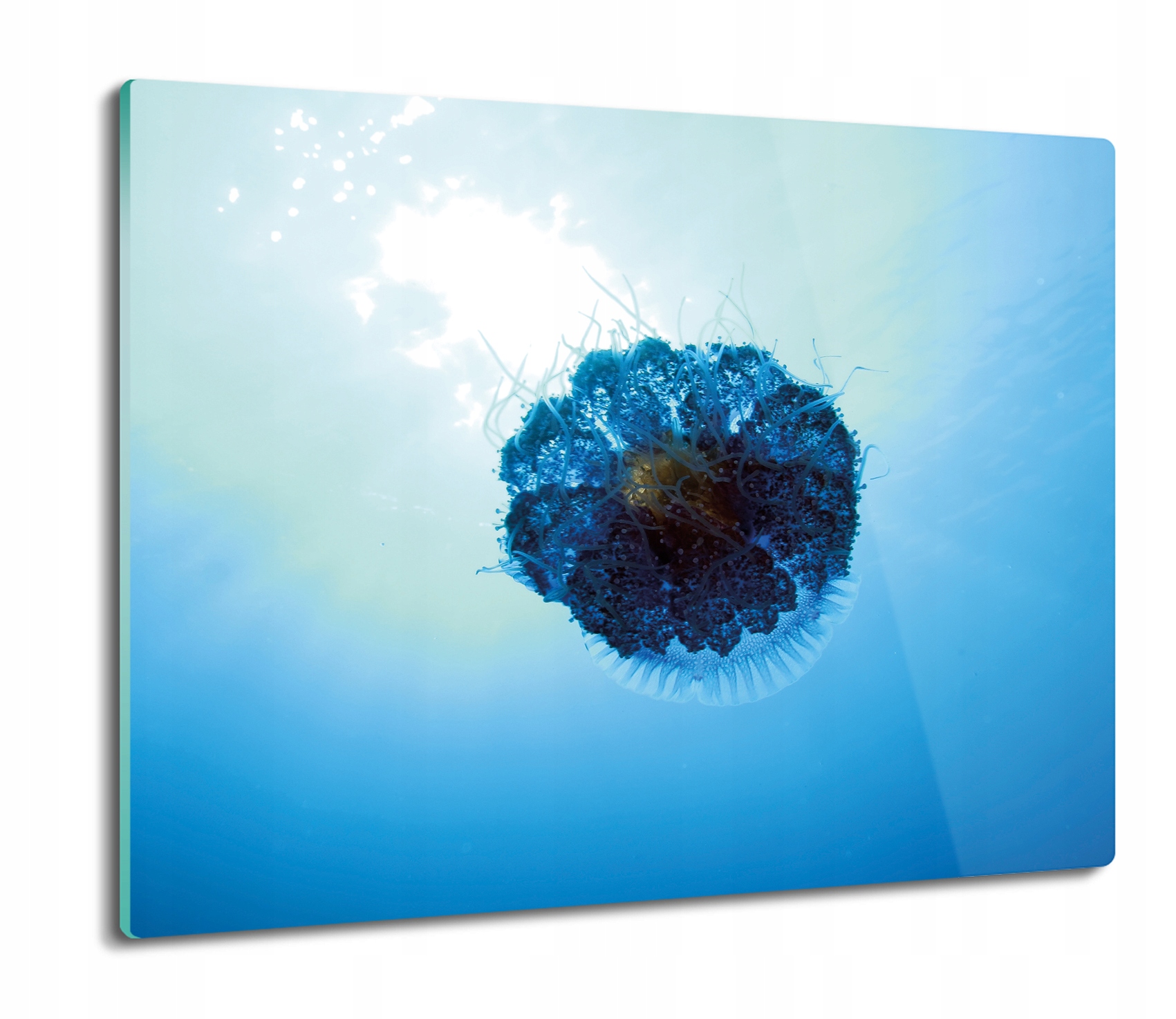 

Meduza woda ocean 60x52 deska z nadrukiem szklana