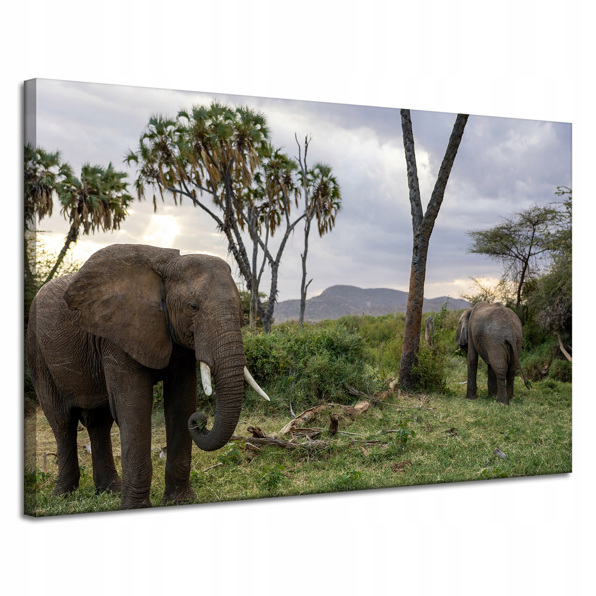 Obraz Canvas Zvířata Sloni na Savaně 120x80