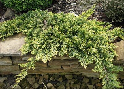 ПОЛЗУЧИЙ МОЖЖЕВЕЛЬНИК ЗОЛОТОЙ КОВЕР ЗЛОТЫЙ КОВЕР РЕКОМЕНДУЮ