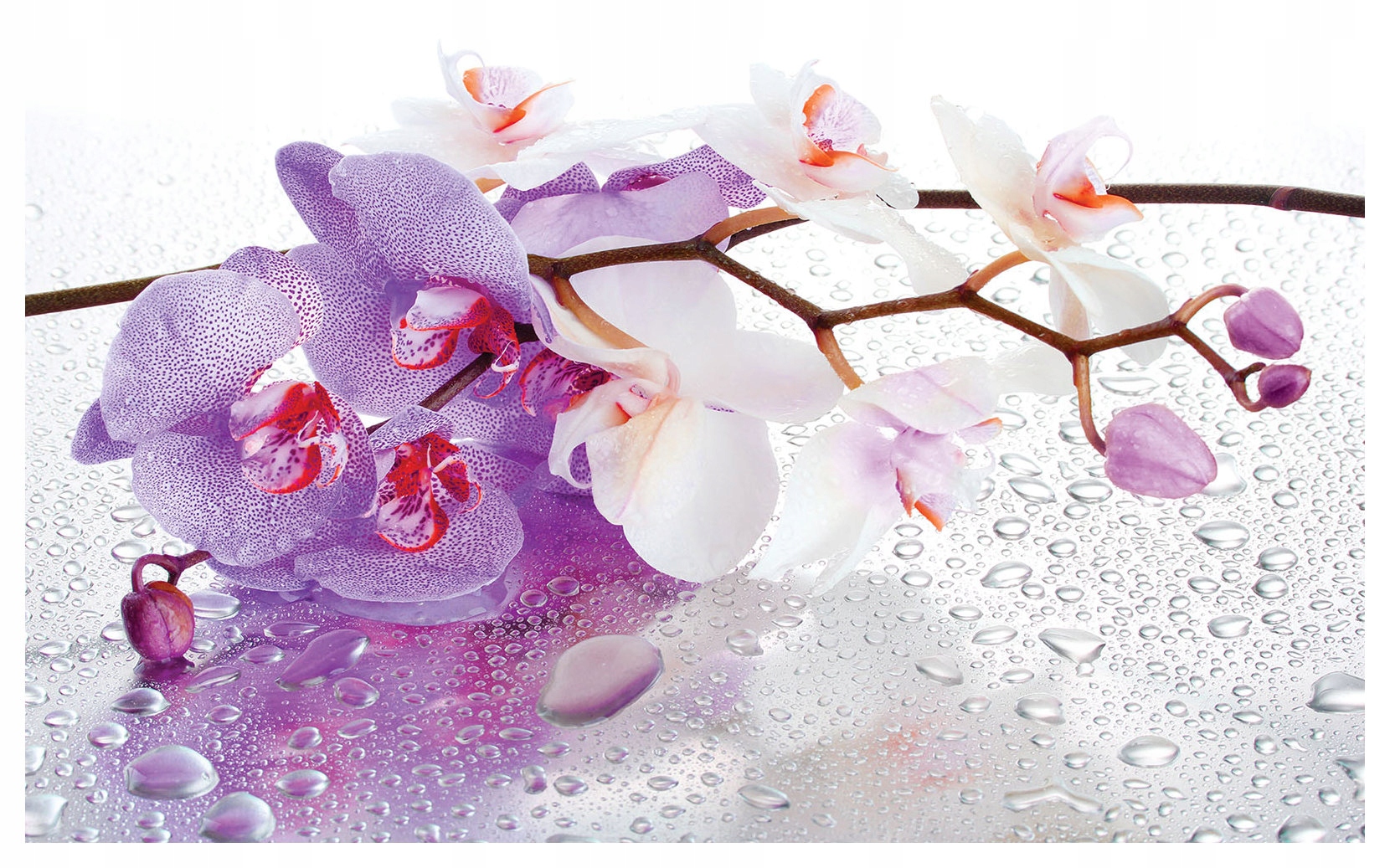 Fototapeta flizelina Orchidej jemné barvy elegance přírody 254x184 lepidlo