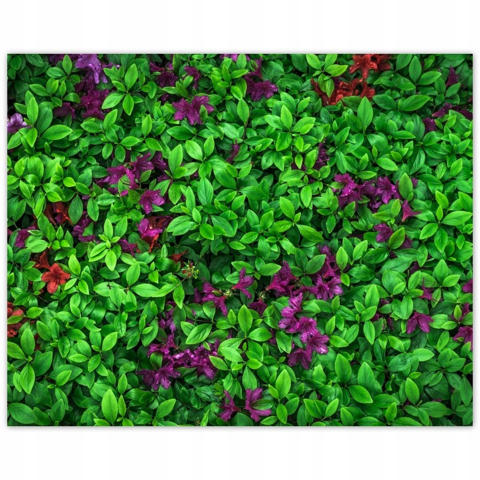 

Plakat 50x40 Azalia ogrodowa