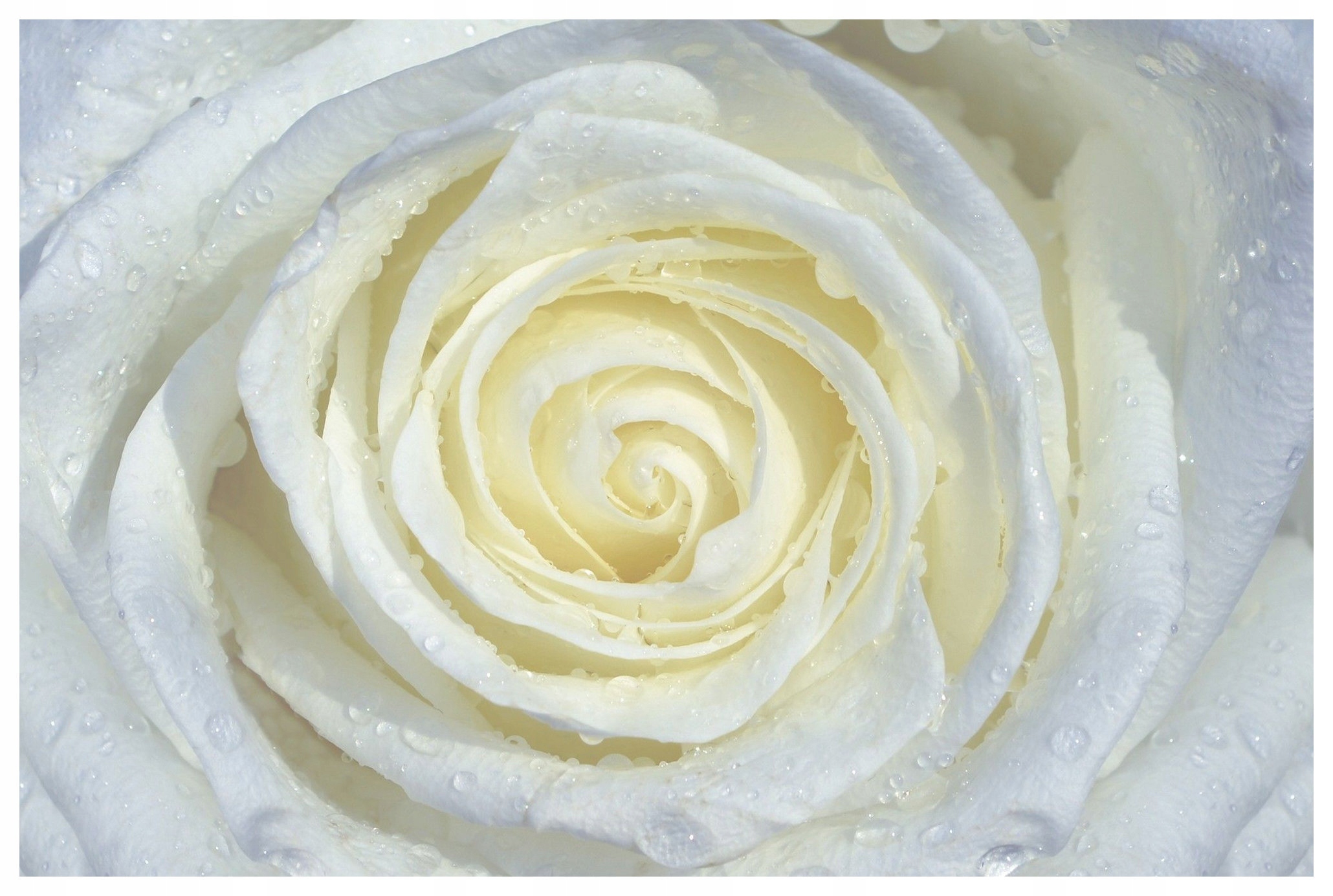 Fototapeta Biela ruža vinylová jemnosť a pokoj 254x184 lepidlo