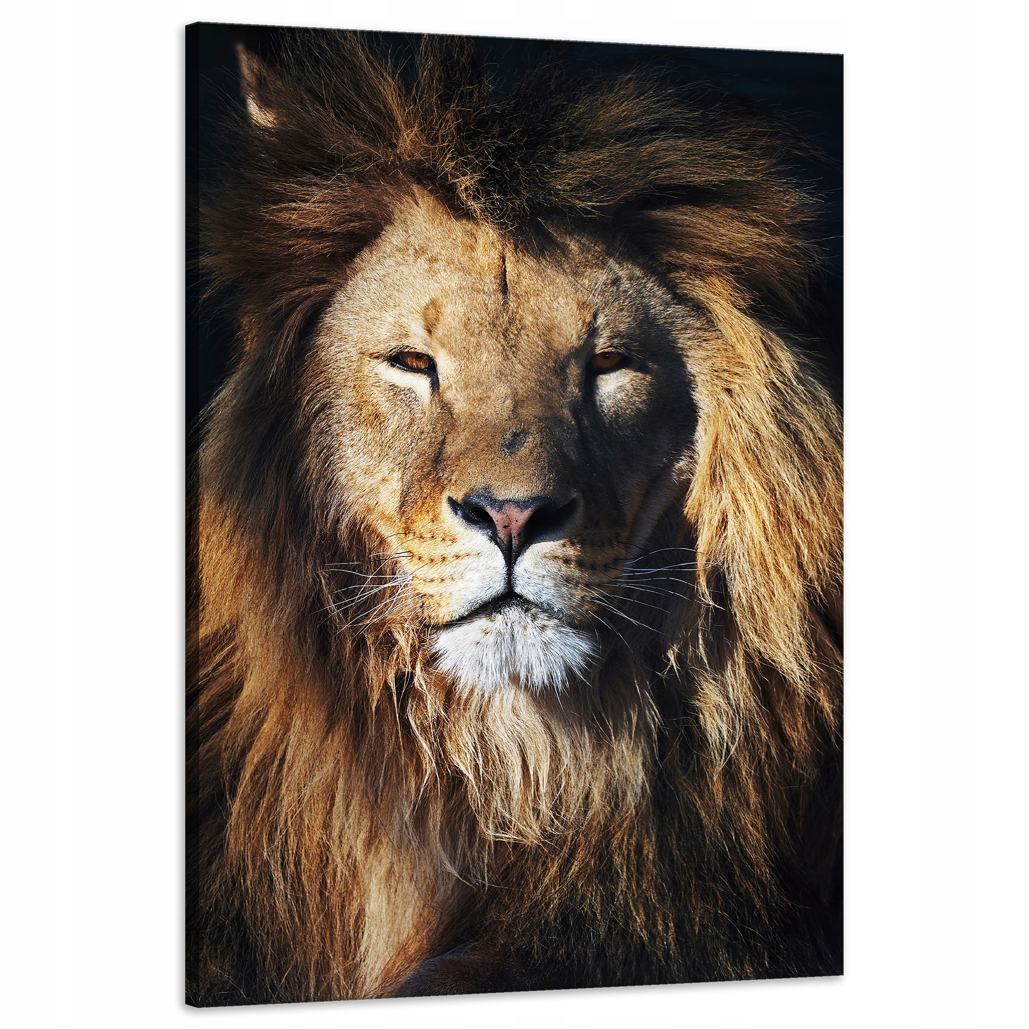 Obraz na plátně Lev Hříva Tvář Divočina 60x90 cm Ideální jako dárek