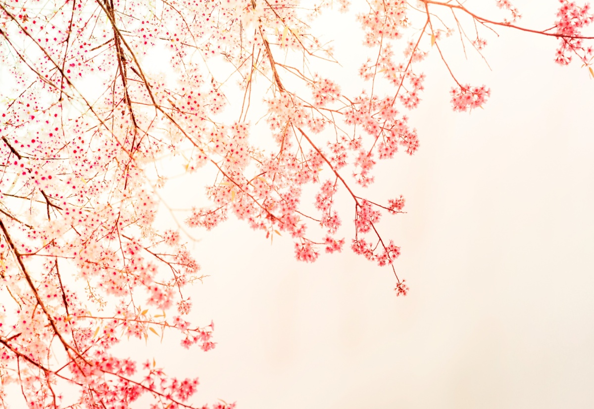 

Tapeta flizelinowa Gałąź Czerwony 152x104