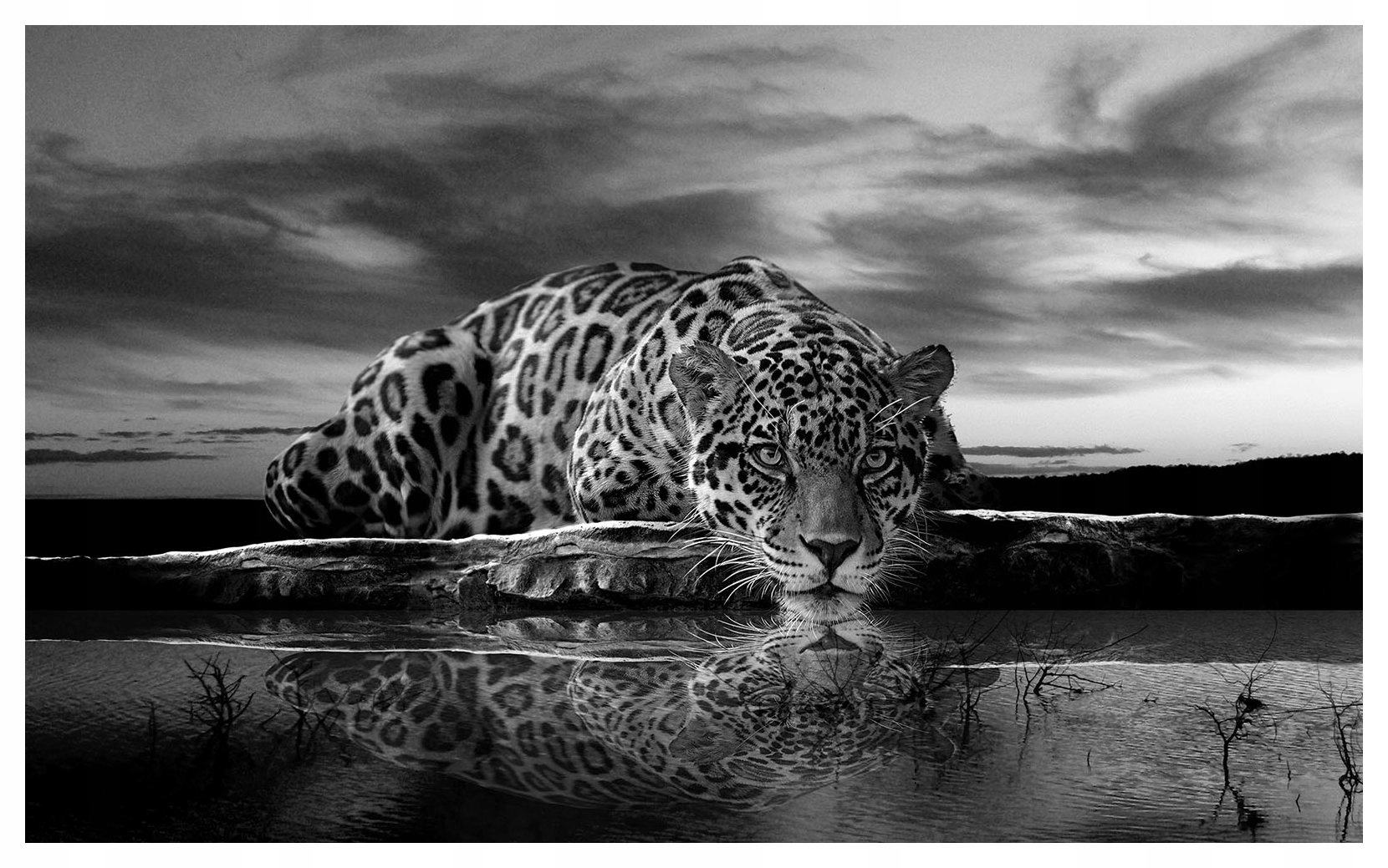 Fototapeta Jaguary Gracja a síla přírody v černé a bílé barvě 368x254 lepidlo