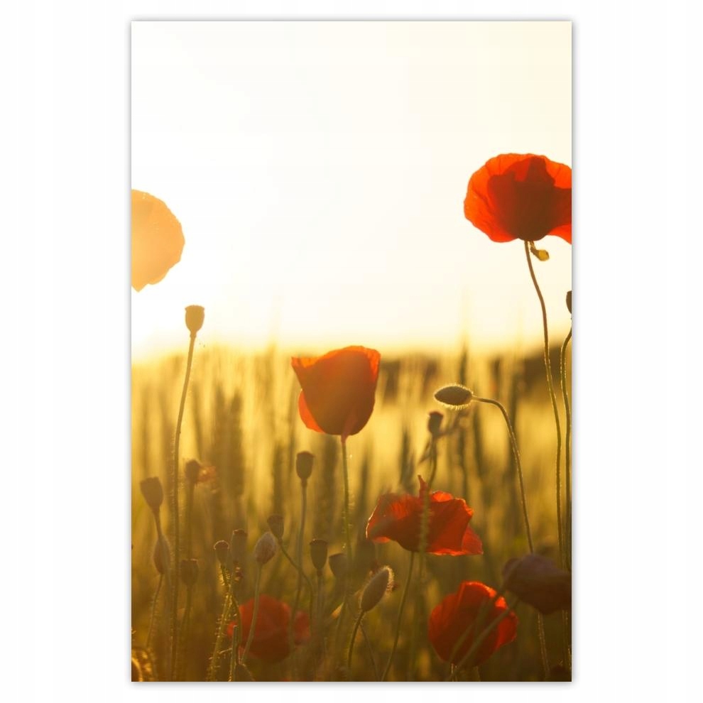 

Plakaty 40x60 Maki o wschodzie słońca