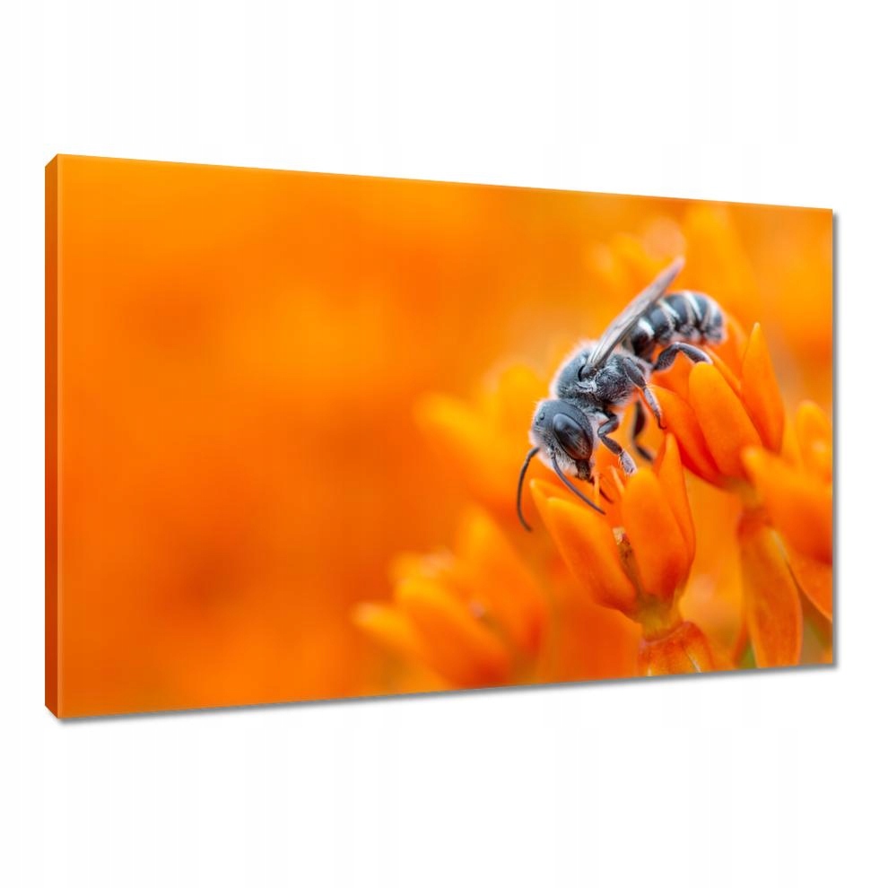 

Obrazy 90x60 Zwierzęta Zwierzątka