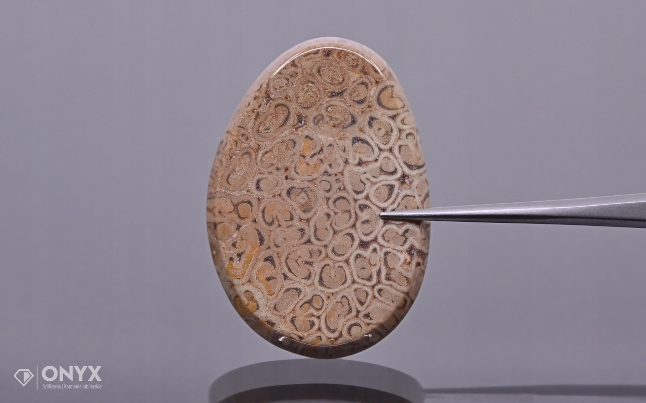 Zkamenělá dlaň konvexní nepravidelná dlažba 36,5x25,5 mm