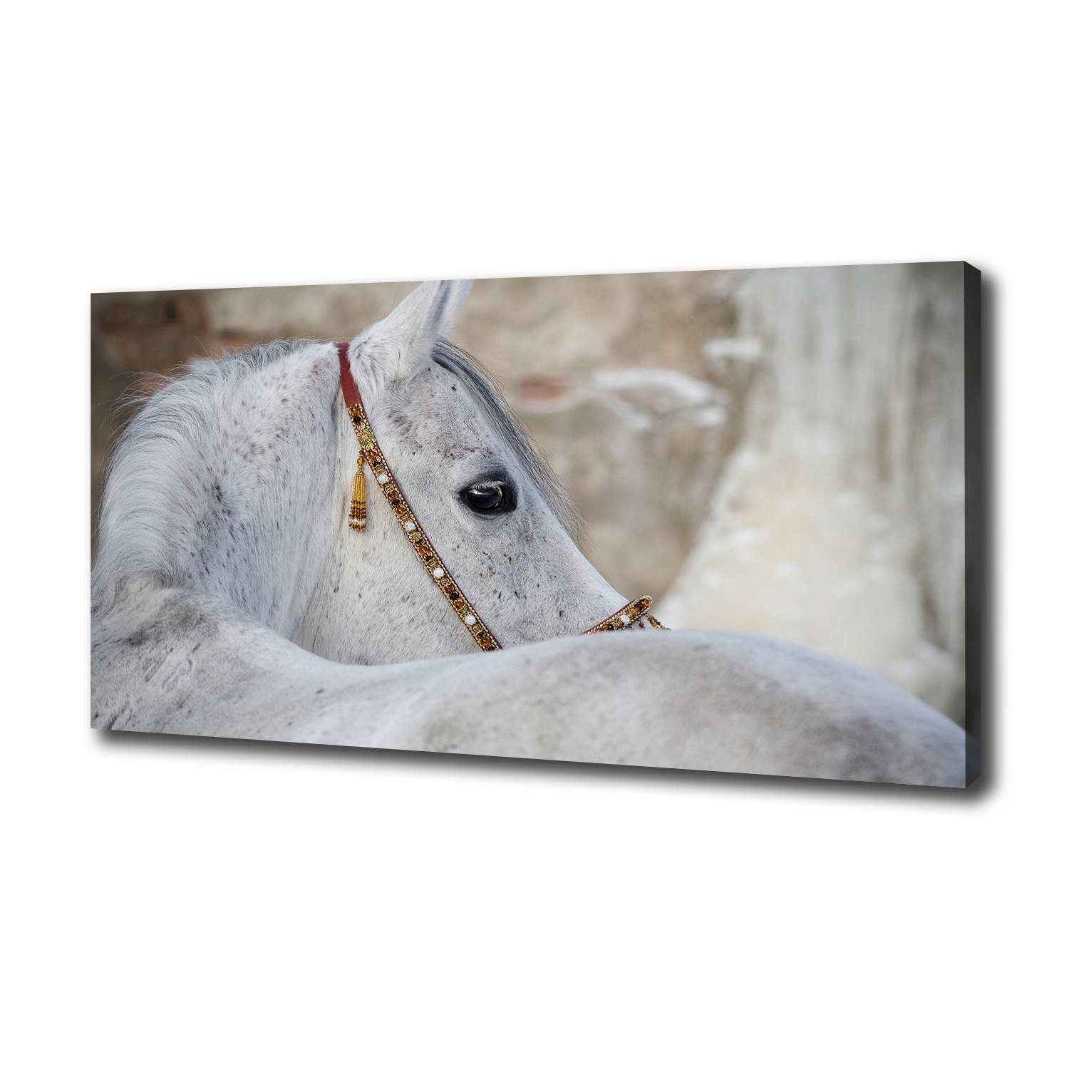 

Foto obraz na płótnie Biały koń arabski 100x50 cm