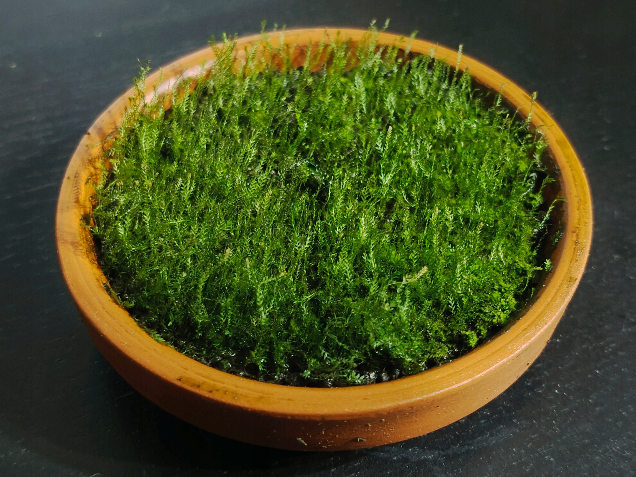 Fissidens Adianthoides - forma emersyjna 63