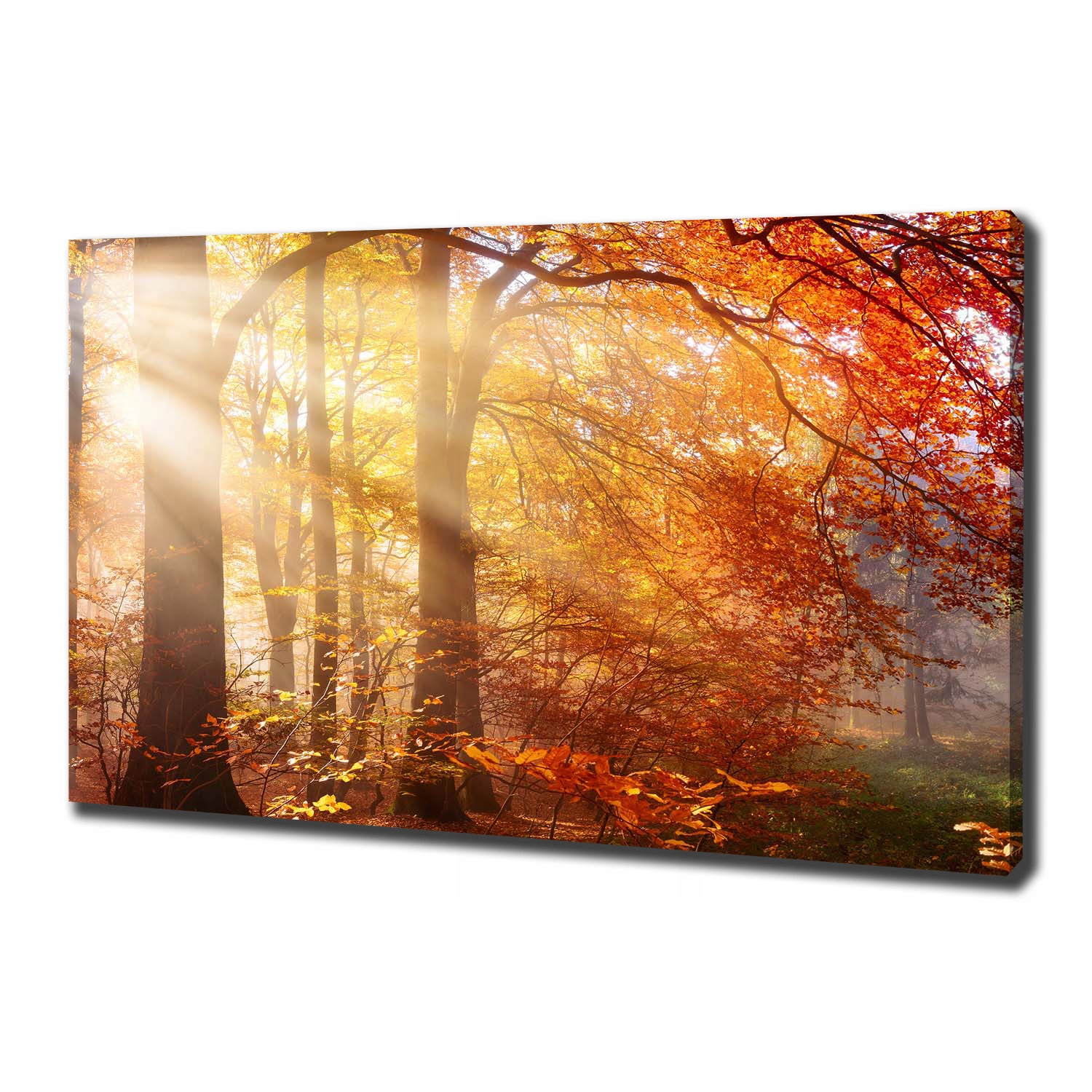 

Duży foto obraz na płótnie Jesienny las 100x70 cm