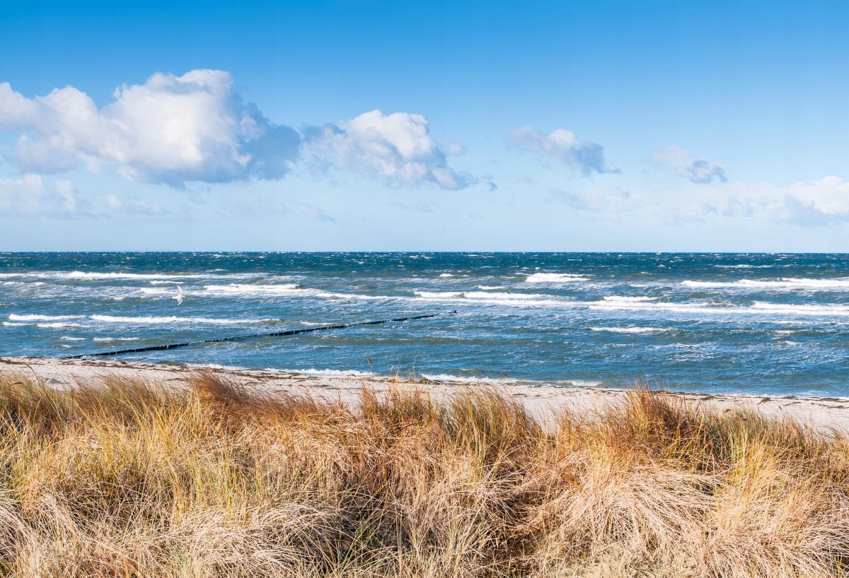 

Fototapeta Flizelinowa Wydmy Trawa - 104x70