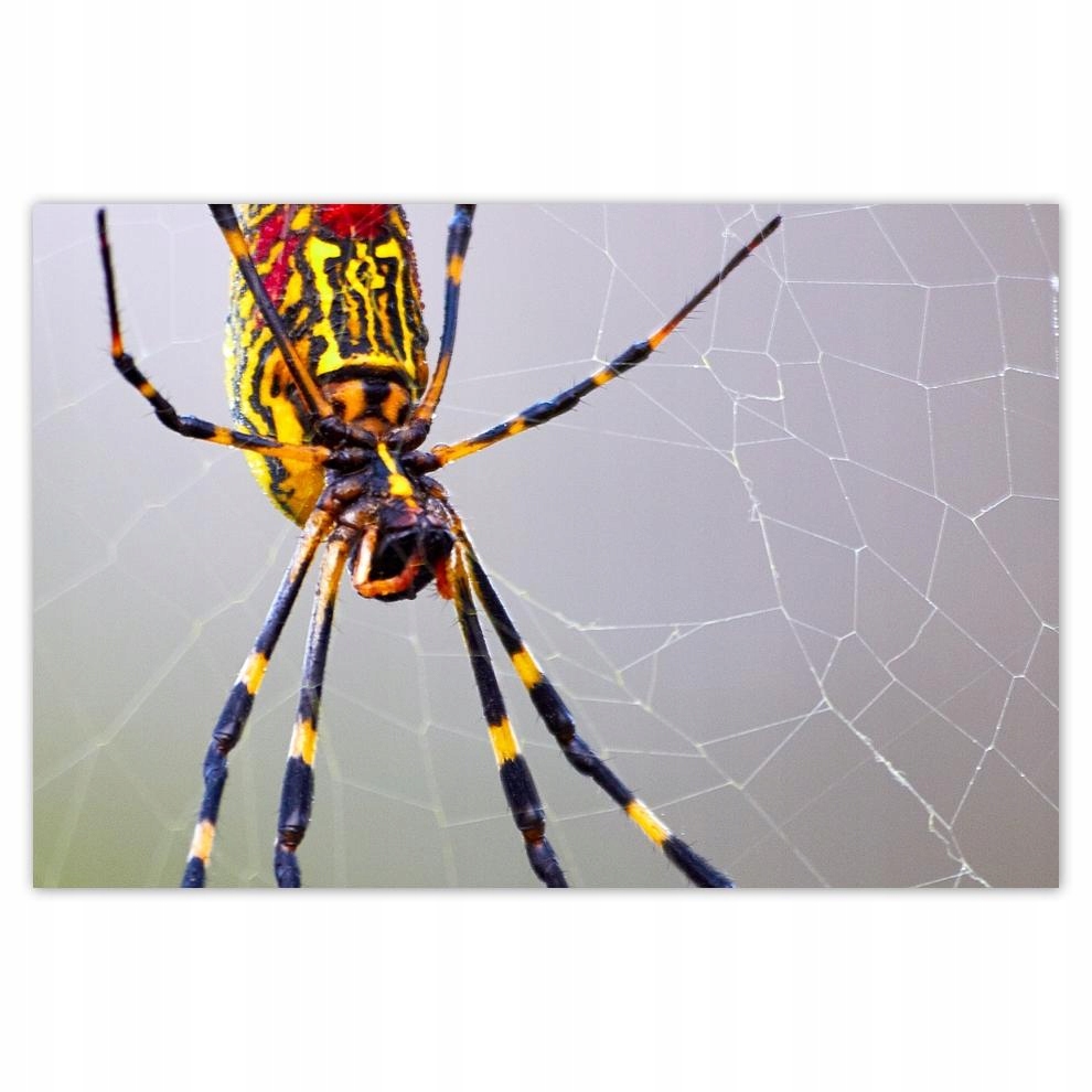 

Plakat 93x62 Zwierzęta Zwierzątka