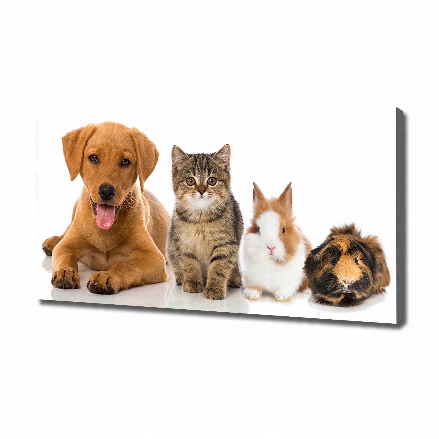 

Foto obraz canvas na ścianę Pies i kot 120x60 cm