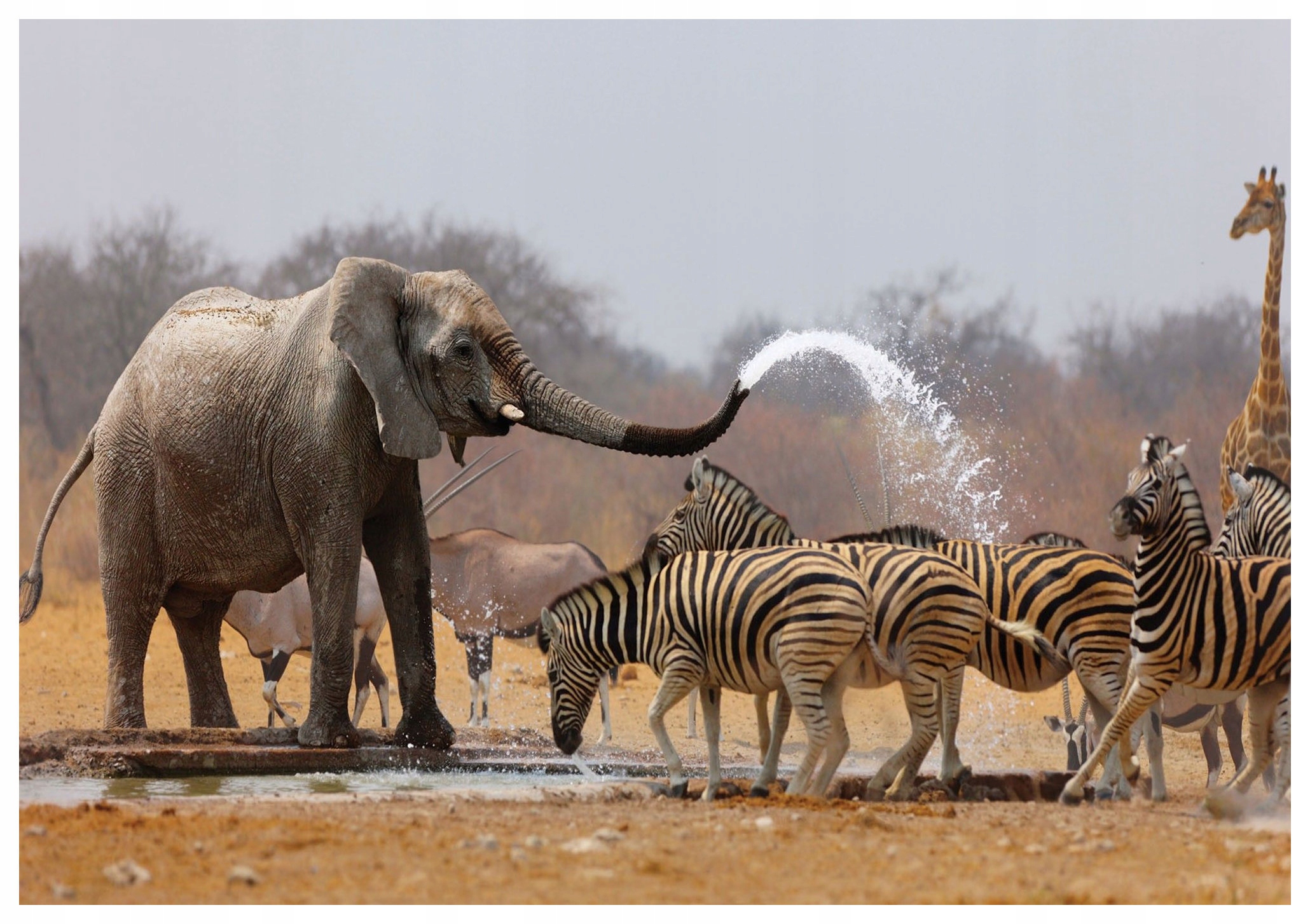 Vliesová fototapeta Africká Savana Slon Zebra Žirafa 200x140 lepidlo