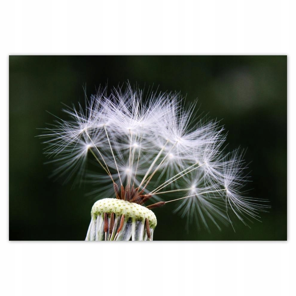 

Plakat 93x62 Dmuchawiec Kwiat Kwiatki