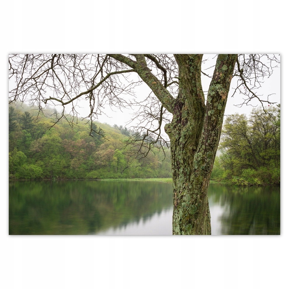 

Plakaty 93x62 Drzewo Rzeka Las